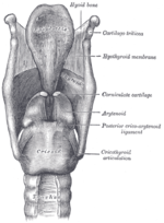 Thumbnail for Corniculate cartilages