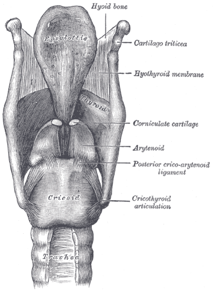 Larynx with corniculate cartilages indicated at center. Gray952.png