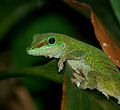 Green Day Gecko (5445983898).jpg