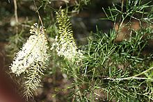 Flowers and leaves Grevillea leptopoda leaves.jpg