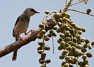 Grey-breasted prinia (Prinia hodgsonii) in Shamirpet, Rangareddy district, Andhra Pradesh, India Grey-breasted Prinia (Prinia hodgsonii) eyeing Lannea coromandelica fruit W IMG 7890.jpg