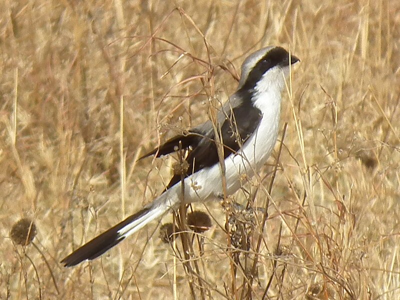 File:Grey backed fiscal in Tanzania 3198 cropped Nevit.jpg