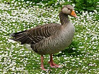 Goose, Greylag Anser anser