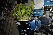 Lettuce being grown and harvested in the International Space Station before being frozen and returned to Earth. Growing Plants and Vegetables in a Space Garden.jpg