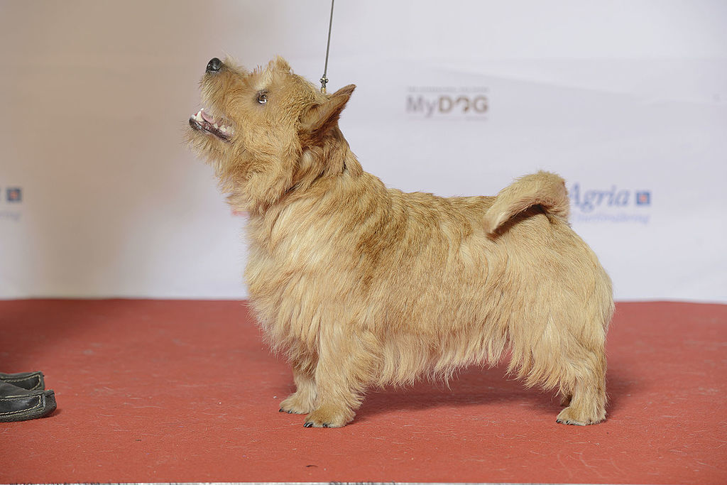 Grupp 3, NORWICHTTERRIER, Nelson von Den Zwei Eichen (24227701881).jpg