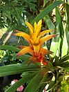 Guzmania lingulata (2).JPG