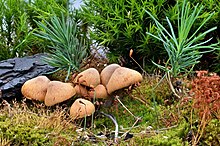 Gymnopilus odinii 1.jpg