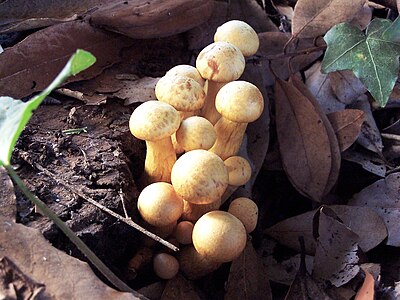 Gymnopilus spectabilis02.JPG