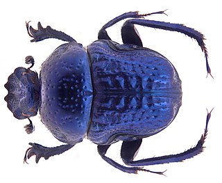 <i>Gymnopleurus cyaneus</i> Species of beetle