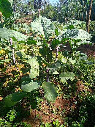 <i>Brassica carinata</i> Species of plant in the family Brassicaceae