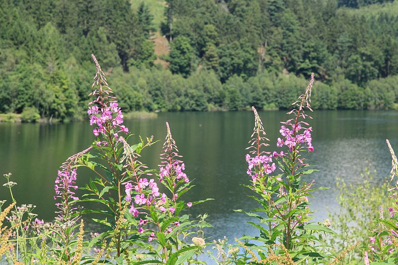 File:Hagen - Talsperrenweg - Hasper Talsperre - Epilobium angustifolium 01 ies.jpg