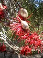 Hakea orthorrhyncha