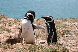 Halbinsel Valdes Pinguine.jpg