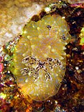 Thumbnail for Gold Lace Nudibranch