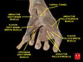 Muscolo abduttore del mignolo della mano