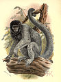 Handbook to the Primates Plate 20.jpg
