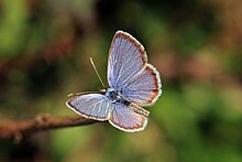 Leptotes cassius theonus Hanno blue (Hemiargus hanno filenus) male.jpg