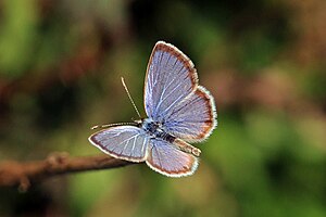 Hanno blue (Hemiargus hanno filenus) male.jpg