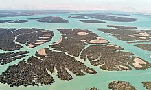 Jungle-mangrove de Hara.