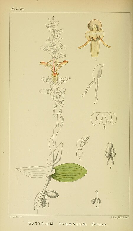 Satyrium pygmaeum