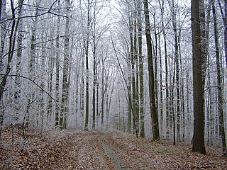 Harthausen Forest mountain range