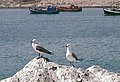 Vogels Meeuwen: Biologie en gedrag, Taxonomie, Afbeeldingen