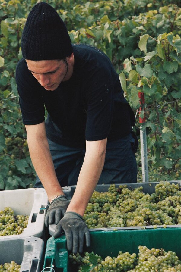 While harvesting grapes destined for sparkling wine, premium producers will take extra care to handle the grapes as gently as possible in order to min