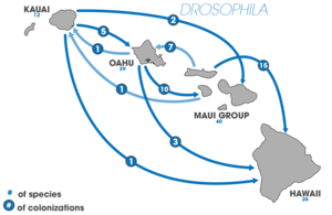 Dobzhansky used the example of the adaptive radiation of Drosophila fruit flies (blue arrows) on Hawaii. Hawaii speciation (Drosophila colonization).png
