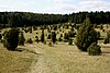 Hayingen nature reserve Digelfeld.jpg