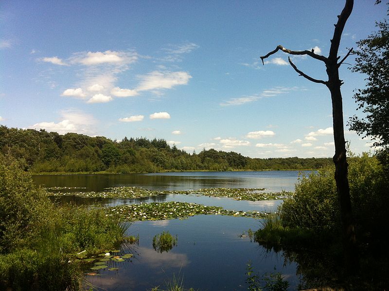 File:Hazenputten in the Vresselse Bossen during summer.JPG