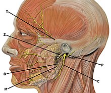 Facial nerve branches. Facial nerve should be examined for any potential damage when buccal mucosa is involved. Head facial nerve branches TZBMC.jpg