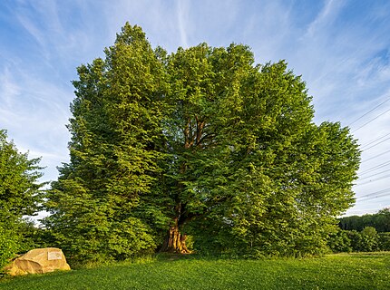The Saint Anna Lime, a 300-year-old small-leaved lime tree in Kirchhausen, Heilbronn, Germany
