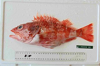 <i>Helicolenus barathri</i> Species of fish