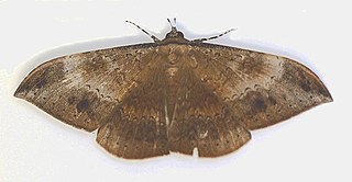<i>Hemeroblemma opigena</i> Species of moth