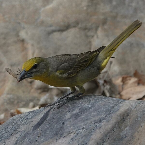 File:Hepatic tanager. (53018173487).jpg