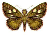 Hesperilla malindeva (ento-csiro-au).jpg