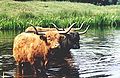 Highland Cattle-3muhs.jpg