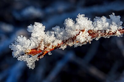 Hoar frost on a branch in Tuntorp