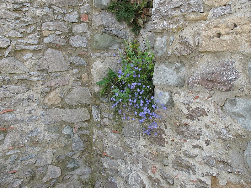 File:Hohentwiel Glockenblume.JPG