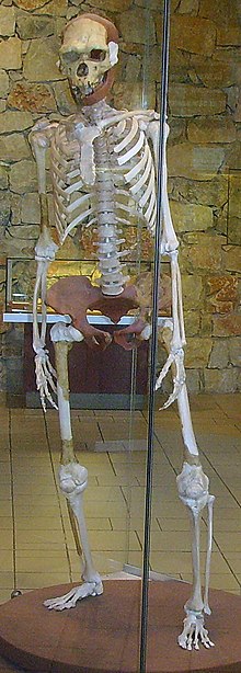 Rekonstruksjon av eit Homo erectus-hovud.