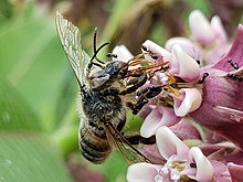 A dead honey bee on a milkweed flower Honey bee killed by milkweed.jpg