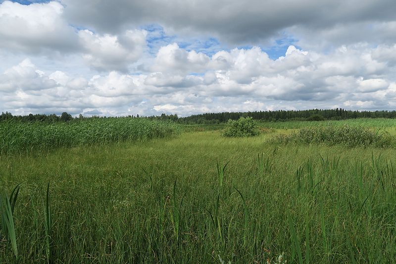 File:Honkilahden Pitkäjärven rantaluhtaa Eurassa.jpg