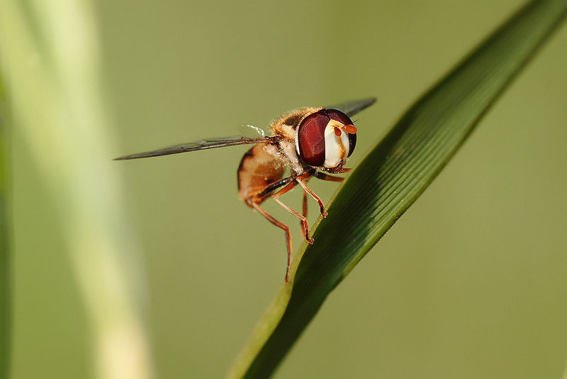 File:Hoverfly11.jpg