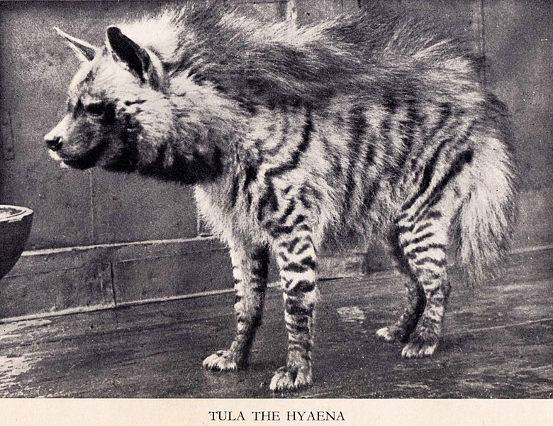 File:Hyaena Tyulka.jpg