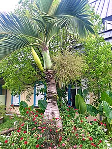 Hyophorb lagenicaulis, flacon palm.jpg