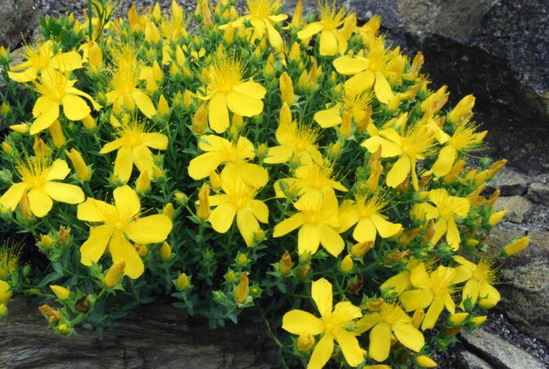 File:Hypericum olympicum 1.jpg