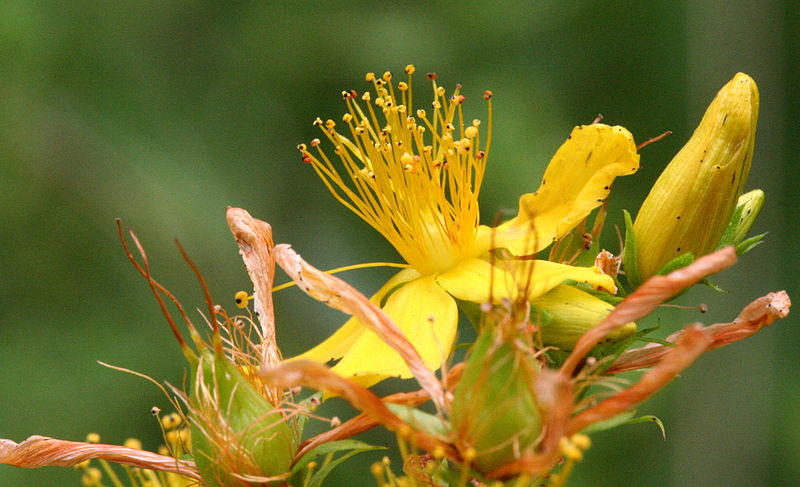 File:Hypericum perforatum 6841.jpg