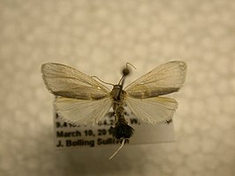 Hyperthagylla mira