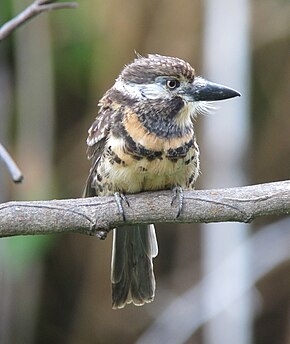 A kép leírása Hypnelus ruficollis bicinctus Bobo punteado Kétcsíkos levelesmadár (15709261023) .jpg.