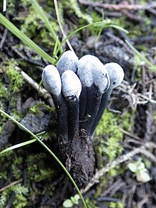 Hypomyces papulasporae 506150.jpg